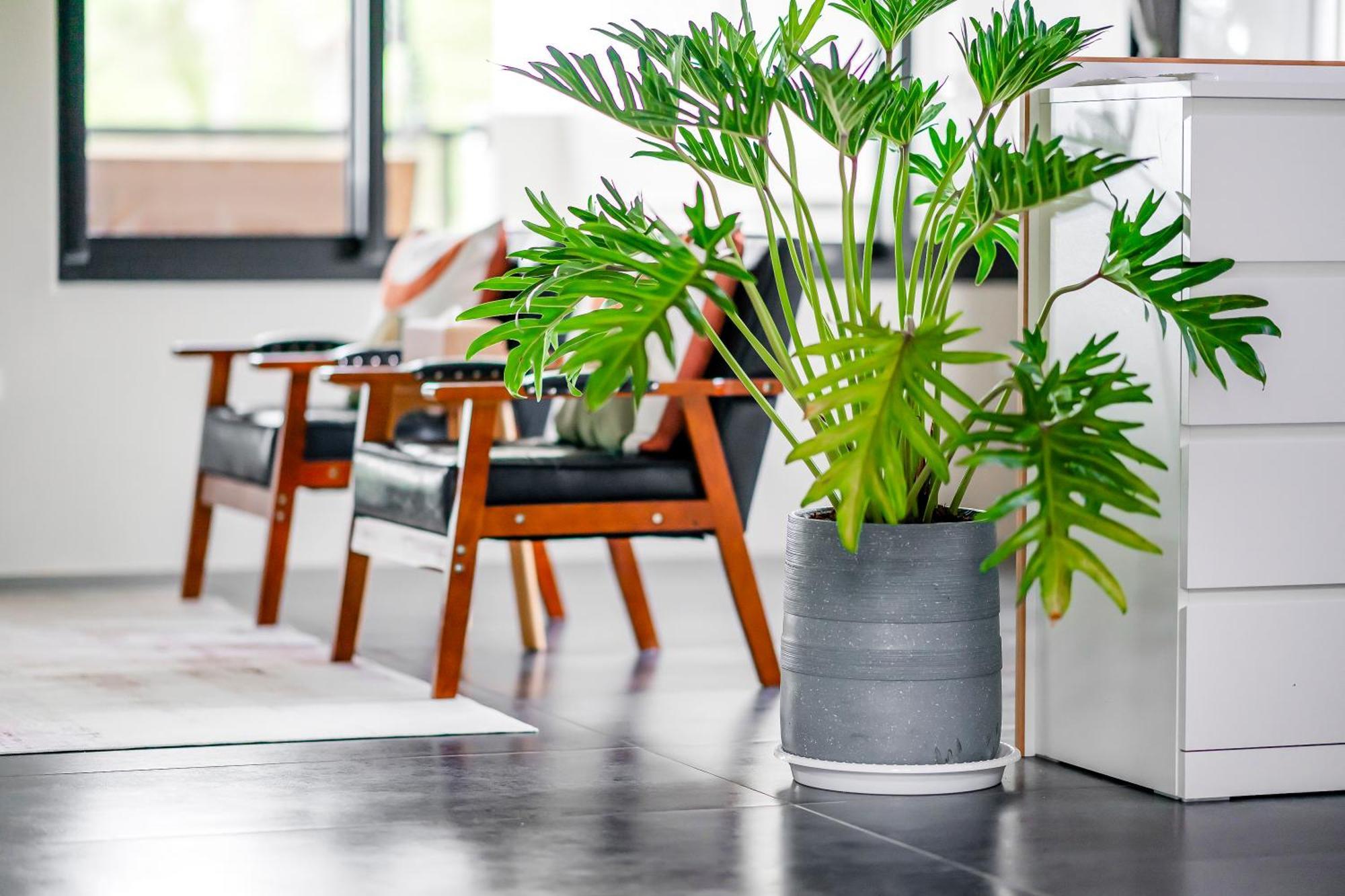 Dream Field Apartman Luje Szoba fotó